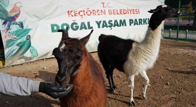 Keçiörende sonbaharla birlikte doğal yaşam şenlendi