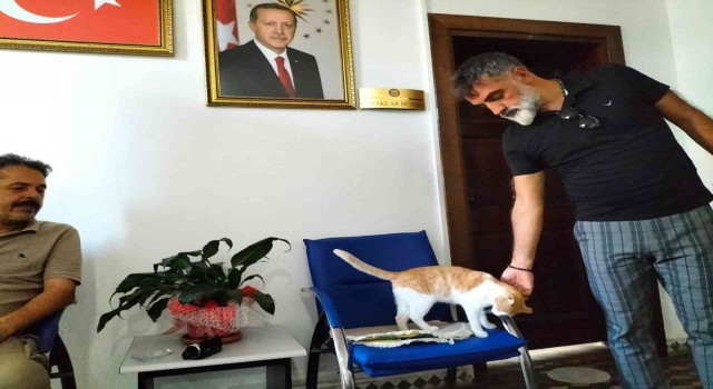 Kedi Sarı kaymakamlığın maskotu haline geldi