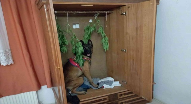 Kenevir bitkisini kıyafet gibi dolabına astı ama yine de jandarmadan kaçamadı