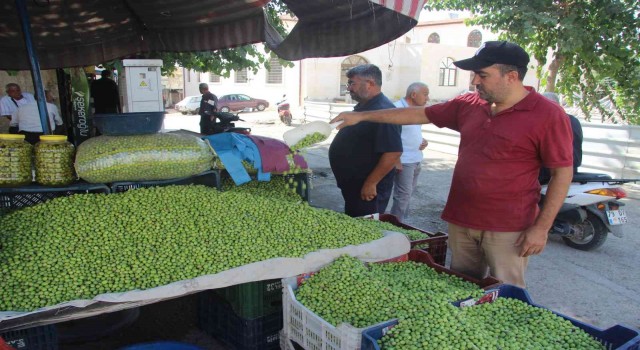 Kiliste yerli sofralık zeytin tezgahlarda yerini aldı