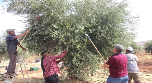 Kiliste zeytin hasadının erken yapılmasıyla soğuk sıkım zeytinyağı üretimi de başladı