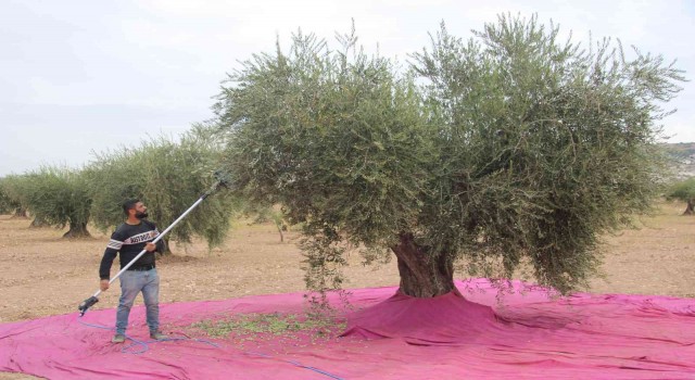 Kiliste zeytinde erken hasat dönemi