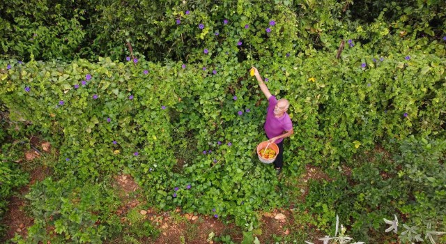 Kısmeti bahçesine geldi, şimdi tane tane satıyor para kazanıyor