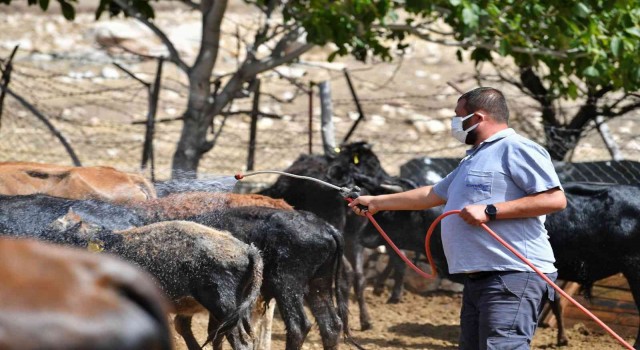 Konyaaltı Belediyesinden büyükbaş hayvanlara da ücretsiz aşı