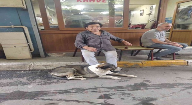 Köpeği için kemik şeklinde pasta hazırlattı: Bobiye doğum günü yaptı