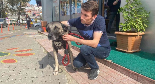 Köpeğin penisi kapana yakalanıp kopunca ameliyatla dikildi