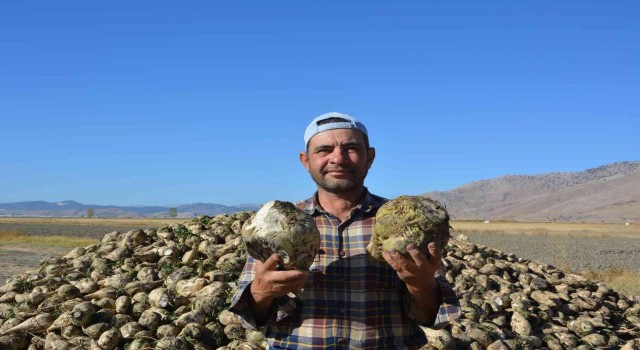 Korkutelinde şeker pancarında yüksek rekolte yüzleri güldürdü