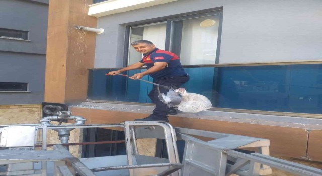 Mahsur kalan güvercini itfaiye ekipleri kurtardı