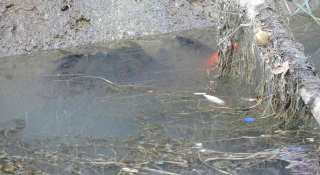 Manavgatta sulama kanalında balık ölümleri