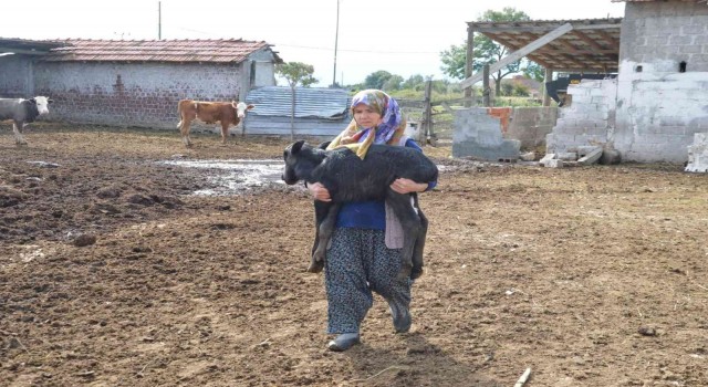 Manda yavruları çakal tehdidi altında