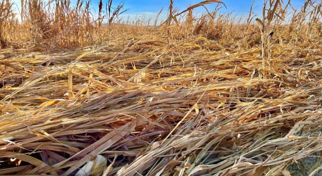 Mardinde şiddetli rüzgar mısırları yere yatırdı