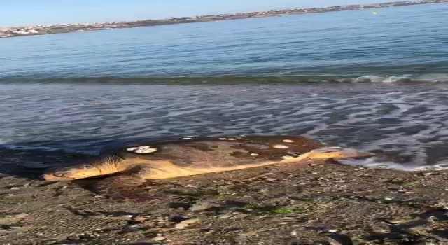 Marmara Denizinde şaşkınlık yaşatan olay, caretta caretta kıyıya vurdu