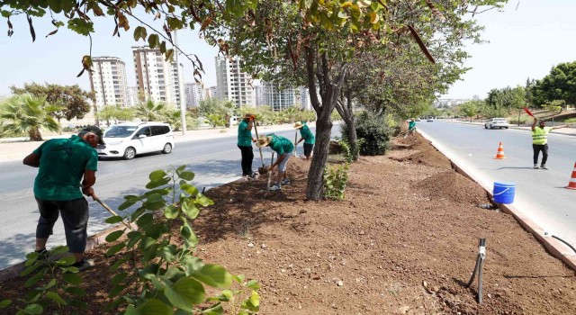 Mersinde 5 büyük ilçede refüj düzenlemesi yapılıyor