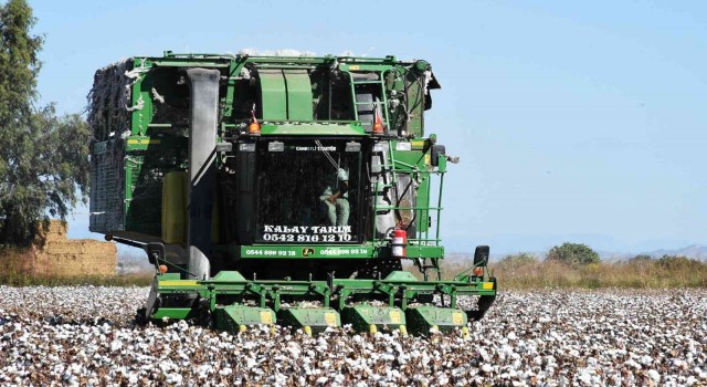 Mersinde beyaz altın hasadı