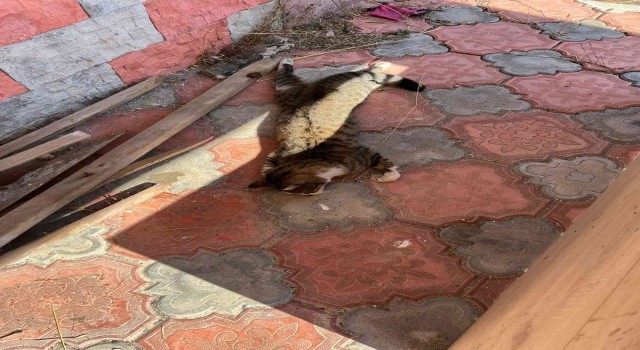 Mersinde köpek ve kedileri zehirleyen şahıs gözaltına alındı