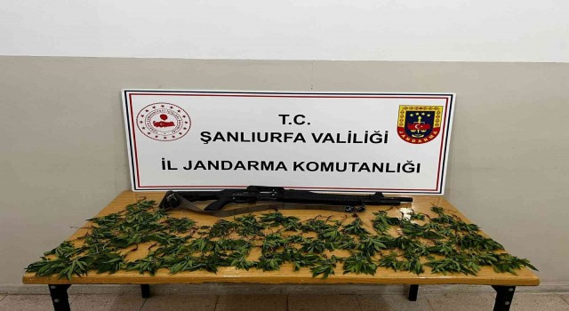 Mısır tarlasında kenevir ele geçirildi