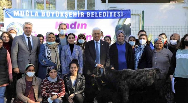 Muğla Büyükşehir Belediyesi Yatağanda Kıl Keçisi dağıtıyor