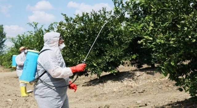 Nazillide Akdeniz Meyve Sineği ile mücadele başladı