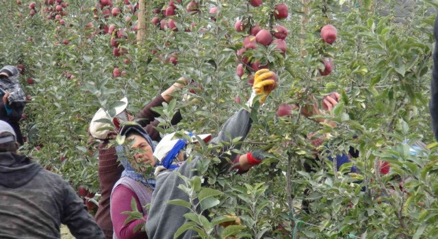 Niğdede 650 bin ton elma rekoltesi bekleniyor
