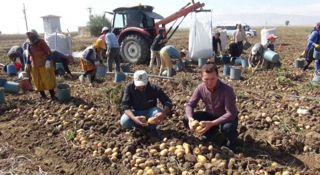 Niğdede patates hasadı başladı