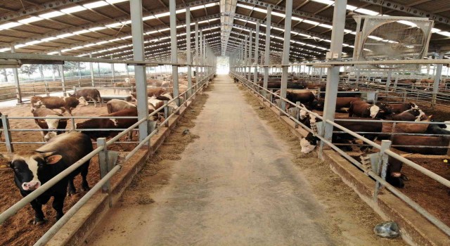 Olgunlaşan gübre üründe kalite ve verimi artırıyor