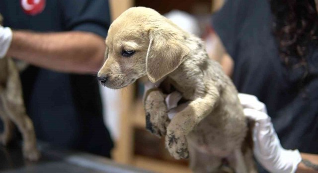 Ölüme terk edilen yavru köpeklere Tarsus Belediyesi sahip çıktı