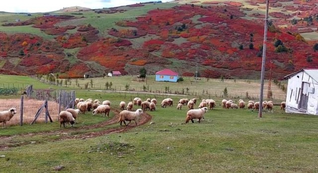 Ordu yaylalarında sonbahar güzelliği