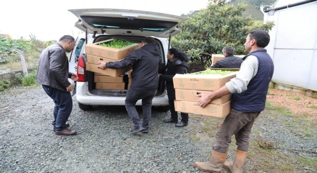 Orduda üreticilere 350 bin fide dağıtıldı