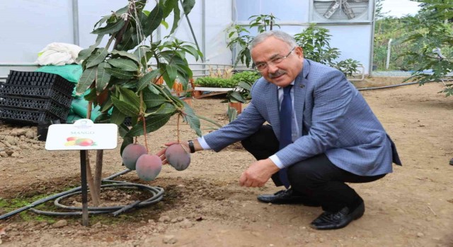 Orduda yeni trend: Tropikal meyve yetiştiriciliği
