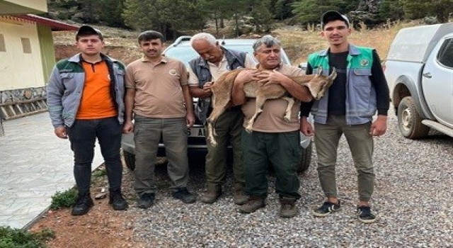 Ormancıların yaralı bulduğu yaban keçisi tedavi altında alındı