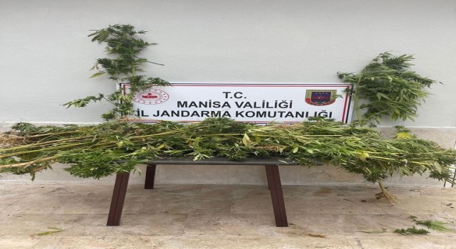 Ormanlık alanda kenevir ele geçirildi