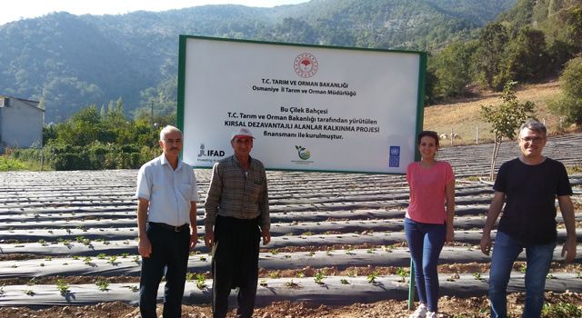Osmaniye'de 6 çiftçi için hibe destekli çilek bahçesi kuruldu
