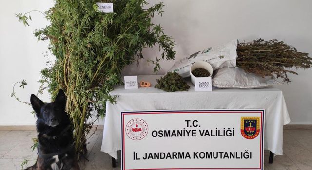 Osmaniye'de Evin odunluğunda esrar, bahçesinde kenevir ele geçirildi