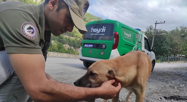 Osmaniye'de HAYDİ polisleri sokak hayvanları için mama bıraktı