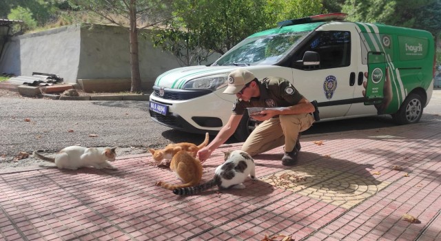 Osmaniyede sokak hayvanlarına mama bırakıldı