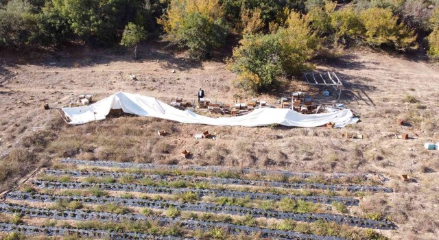(Özel) Ayı ailesi arı çiftliğini bastı...Bal dolu kovanları yiyip dağıttılar