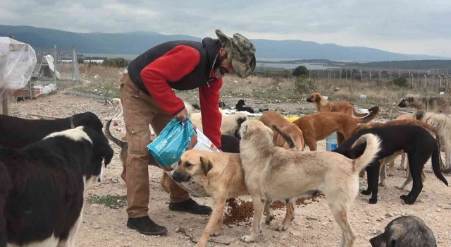 (Özel) Bursada 16 gönüllü, kurdukları barınakta 300 sokak hayvanına bakıyor