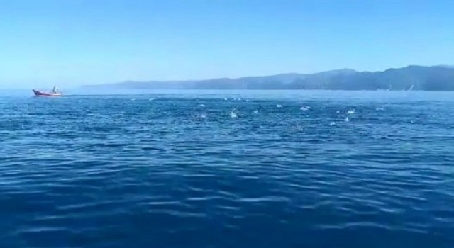 Palamut bolluğunun yaşandığı Karadenizde balıklar deniz üstünde dans gösterisi yaptı