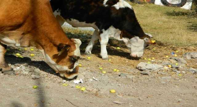 Posofta toplanmayan meyveler hayvanlara kaldı