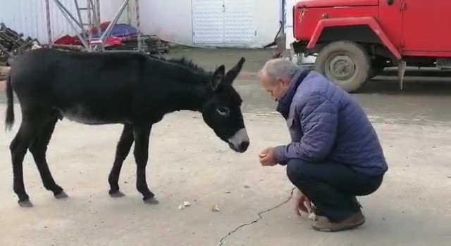 Rizede başı boş sıpa yakıt istasyonuna sığındı