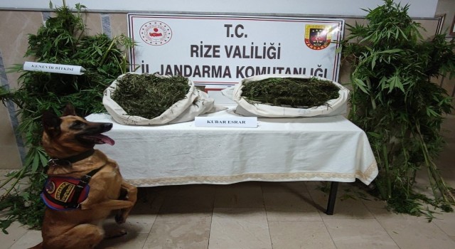 Rizede jandarmadan uyuşturucu operasyonu