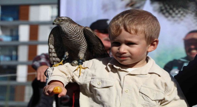 Rizede şahin ve atmaca tutkunları Şahin-Atmaca Güzellik Yarışmasında bir araya geldi