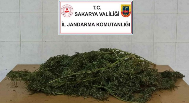 Sakaryada 3 kilo 500 gram esrar ele geçirildi: 1 gözaltı