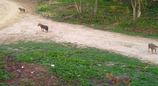 Sakaryada ayı ve çakal sürüsü fotokapana takıldı