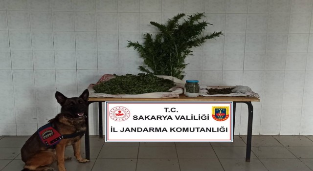 Sakaryada jandarma ekipleri uyuşturucuya geçit vermiyor