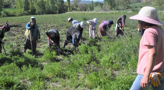 Samsunda 11 bin 456 çiftçiye fide, fidan ve tohum desteği