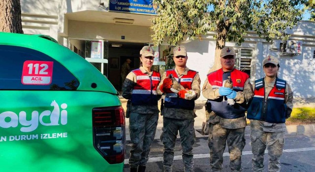 Şanlıurfada doğan avlayan kişiye 4 bin 712 lira ceza