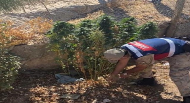 Şanlıurfada kenevir bitkisi ile tüfek ele geçirildi