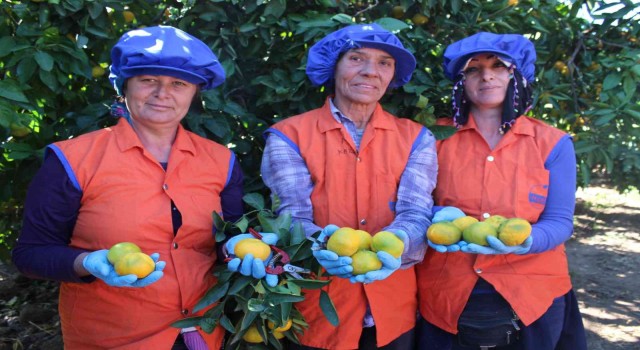 Sarı altın satsumada hasat zamanı