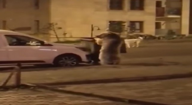 Sarıkamışta ayılar sokaklarda dolaşıyor